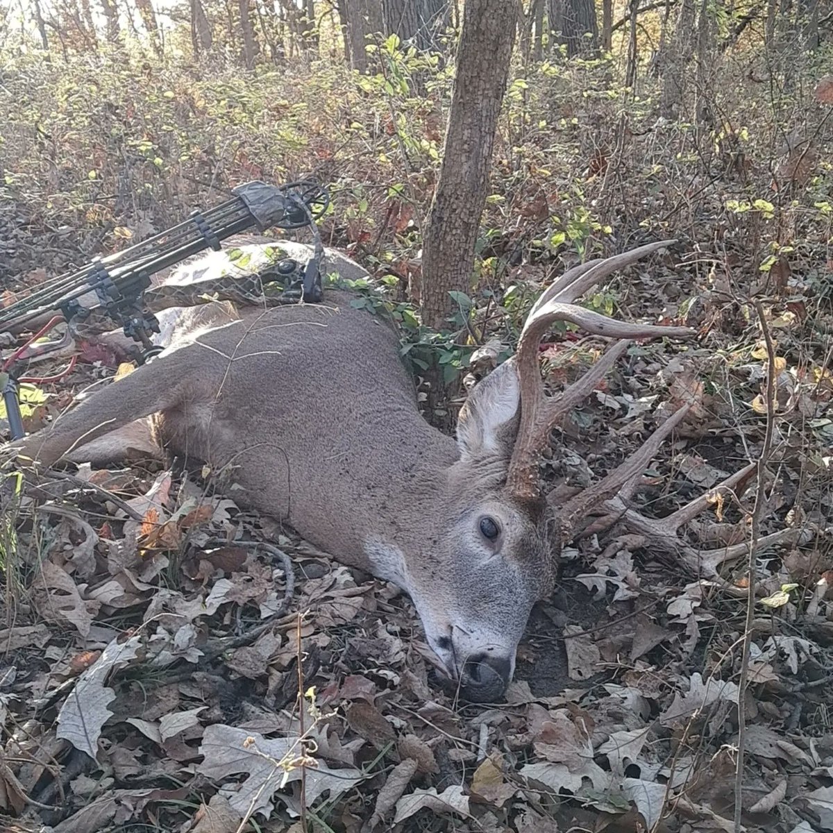 EthanHuntFish's tweet image. Hunters wait all year for mornings like today. Buck tag is filled! #deerseason #mathewsarchery #firstlite