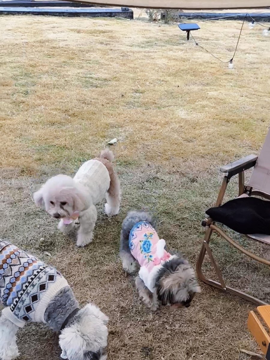 BlitheBernal2's tweet image. The dogs seem to be looking for something.