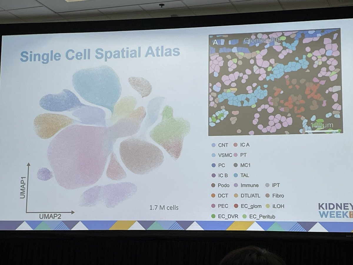 Michael S. Balzer (@ms_balzer) on Twitter photo Amazing new spatial data in DKD (1.7M cells) from <a href="/BernhardDumoul1/">Bernhard Dumoulin</a> <a href="/KSusztak/">Katalin Susztak</a> lab #kidneyweek2024 Amazing new spatial data in DKD (1.7M cells) from <a href="/BernhardDumoul1/">Bernhard Dumoulin</a> <a href="/KSusztak/">Katalin Susztak</a> lab #kidneyweek2024