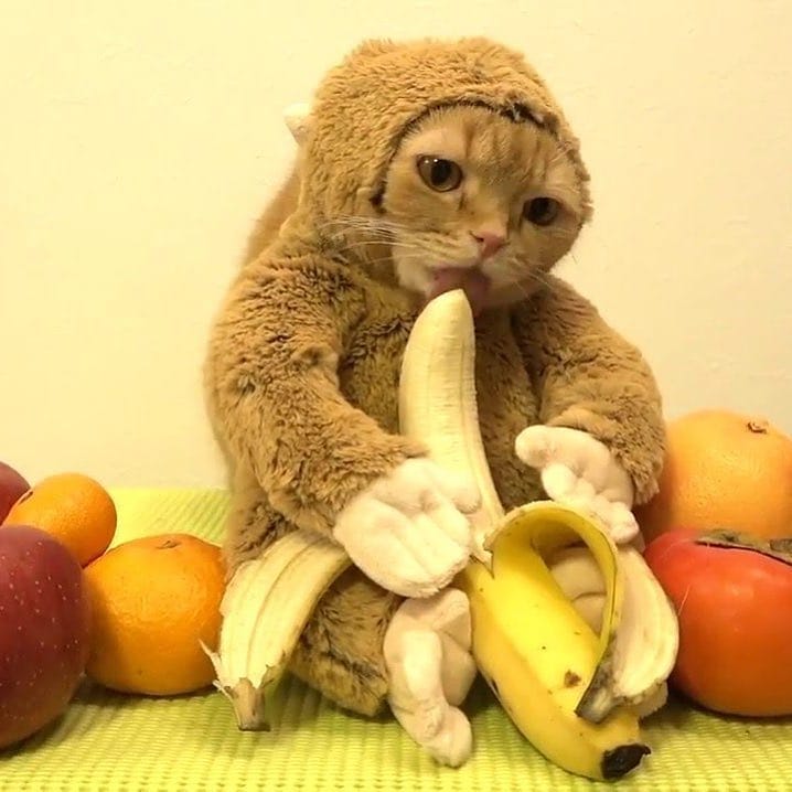 PunchingCat's tweet photo. https://t.co/d9o0zMfSlA
