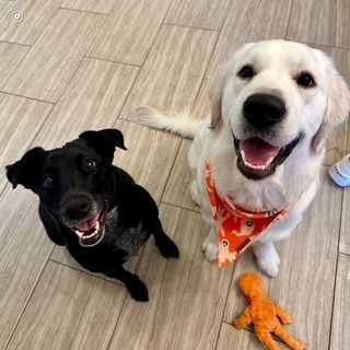 DonnasDogShop's tweet photo. Tilly and Riley are showing off their best manners. Not quite sure about the dude face down in front of Riley though 🤪 
#dogs #dogsofX #dogsoftwitter #dogadventures #happypup https://t.co/0dvmVrSihq