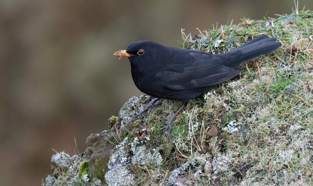 A phenomenal day for Redwing, with a wonderful thrush arrival keeping us busy all day long. 20,000+ Redwing is the largest count since 1991, and being among 800+ Blackbird is just truly magical. Two Bluethroat, a Rosefinch &amp; a Hawfinch also featured:  fairislebirdobs.co.uk/latest_sightin…