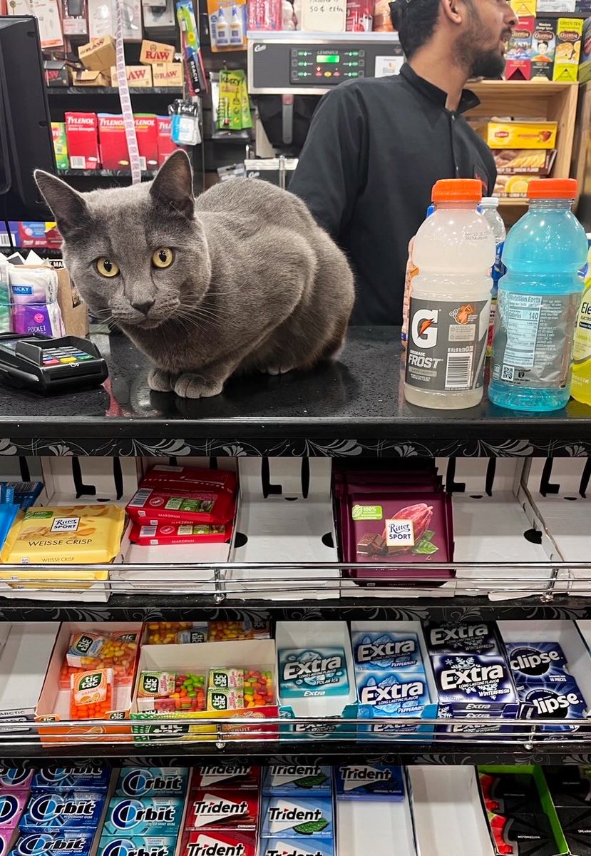 Bodega Cats (@bodegacats_) on Twitter photo 