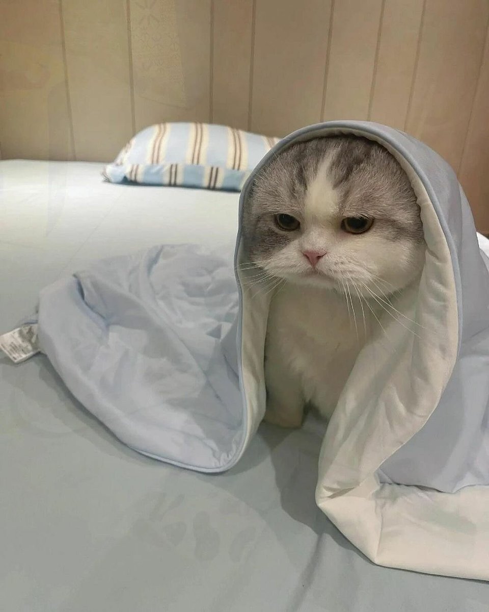 🐾Anubis, God of death⭐ tweet media