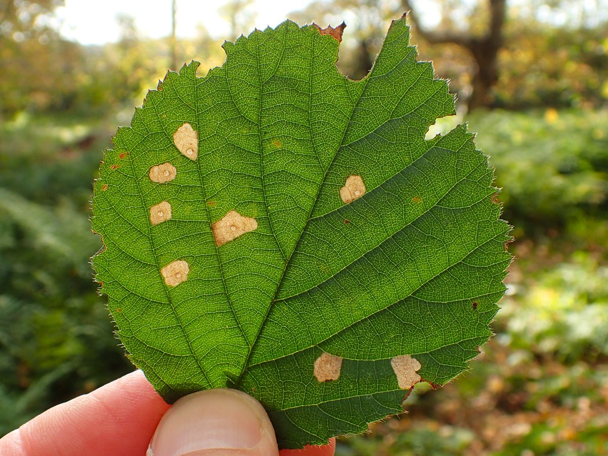 Andy D. Nunn (@andydnunn) on Twitter photo A few recent VC 61 #leafmines: Stigmella viscerella (elm, 6th record?), S. betulicola (birch, 3rd record?), S. assimilella (aspen, 5th record?), Coleophora potentillae (bramble, 3rd record). No migrants in my garden though. #teammoth <a href="/DoubleKidney/">Charles Fletcher</a> <a href="/BC_Yorkshire/">Butterfly Conservation Yorkshire</a> A few recent VC 61 #leafmines: Stigmella viscerella (elm, 6th record?), S. betulicola (birch, 3rd record?), S. assimilella (aspen, 5th record?), Coleophora potentillae (bramble, 3rd record). No migrants in my garden though. #teammoth <a href="/DoubleKidney/">Charles Fletcher</a> <a href="/BC_Yorkshire/">Butterfly Conservation Yorkshire</a>