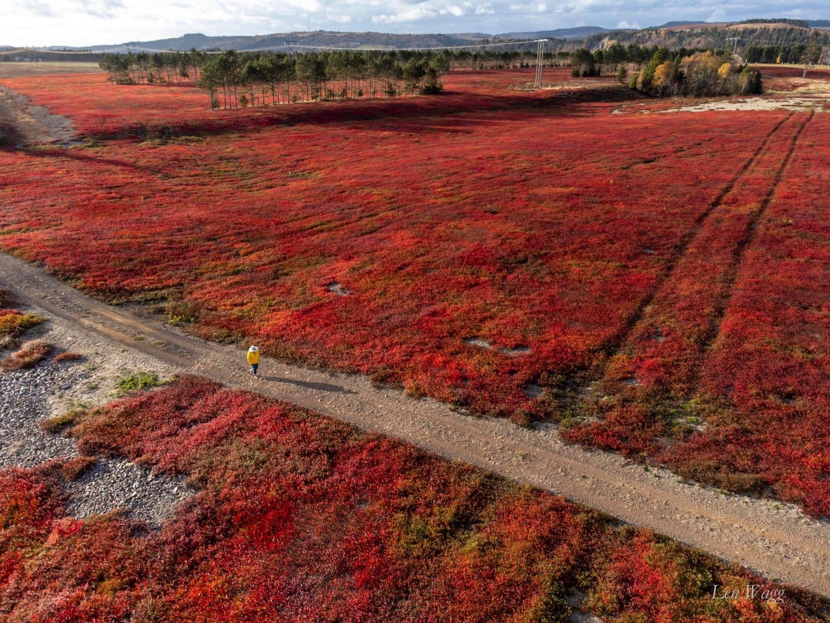 Len_Wagg_photo's tweet photo. Is there anything prettier than the change of colour of the trees in the fall? Blueberry fields, Hang on!  #fall #farming #blueberry #novascotia #canada #agriculture https://t.co/xwRLssd2Zp