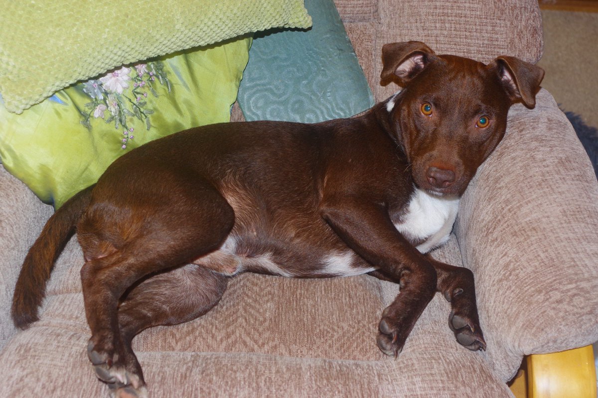 Joined by Pan (demonium) our liver chestnut Patterdale this afternoon in my study. Master was mopping the kitchen floor, and since mop chasing is banned, he came to find somewhere for a rest and prospective tummy rubs...
