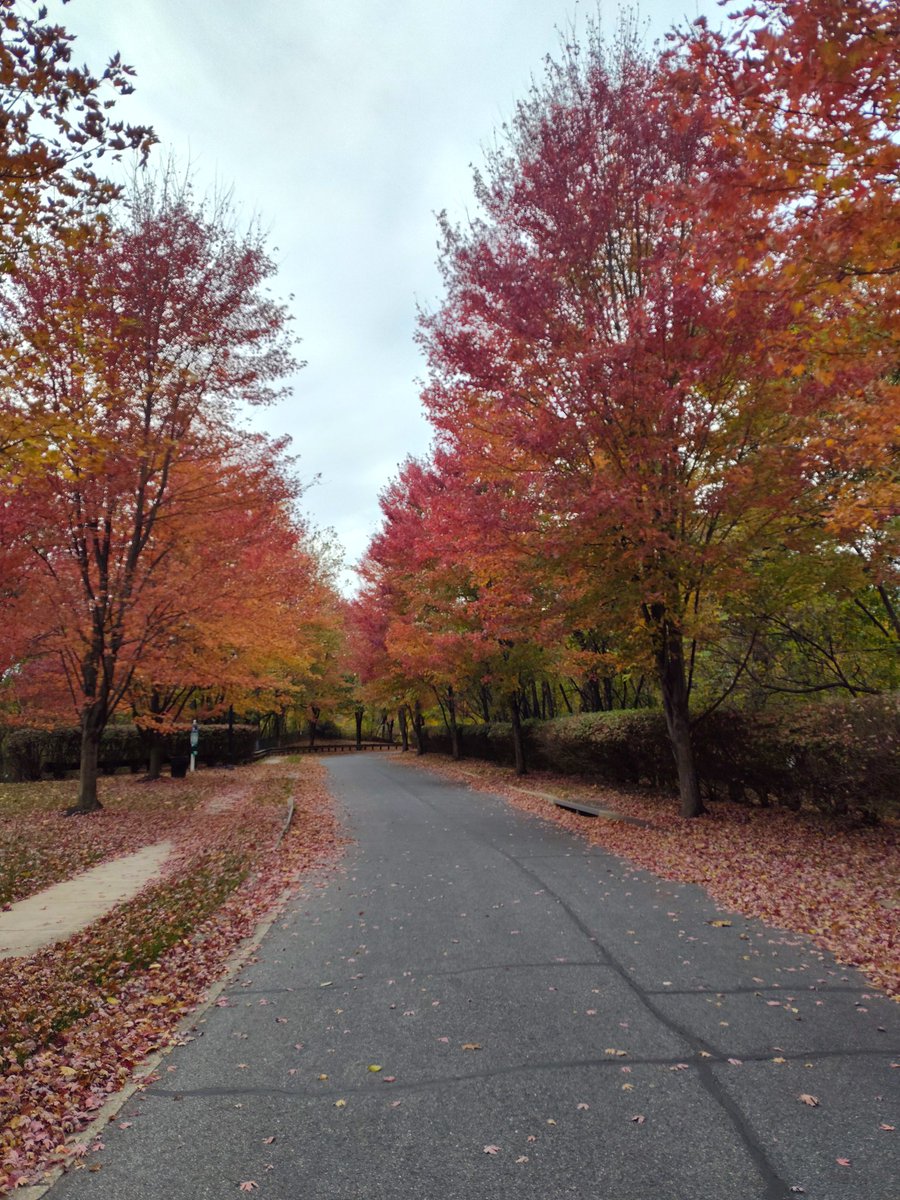 mahdrv's tweet image. It&apos;s that time of the year again! 🍁🍂