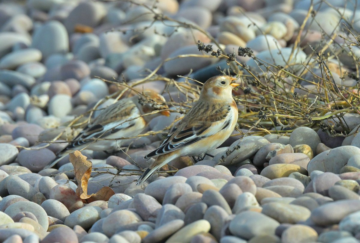 malcinweston's tweet photo. A profitable day out in Devon. Long billed dowitcher at RSPB Bowling Green Marsh and snow bunting at Budleigh Salterton https://t.co/tNRR43Uvgy