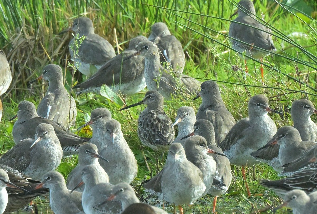 malcinweston's tweet photo. A profitable day out in Devon. Long billed dowitcher at RSPB Bowling Green Marsh and snow bunting at Budleigh Salterton https://t.co/tNRR43Uvgy