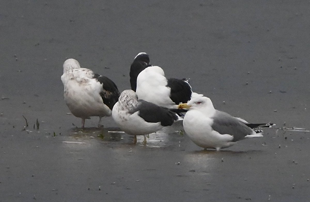 RSPB Dungeness this afternoon, an impressive adult Yellow-legged Gull amongst the roosting gulls on Burrowes.

Several Caspian Gulls &amp; 1 other Yellow-legged Gull were also seen during a total of several hours in Dennis’s Hide.
