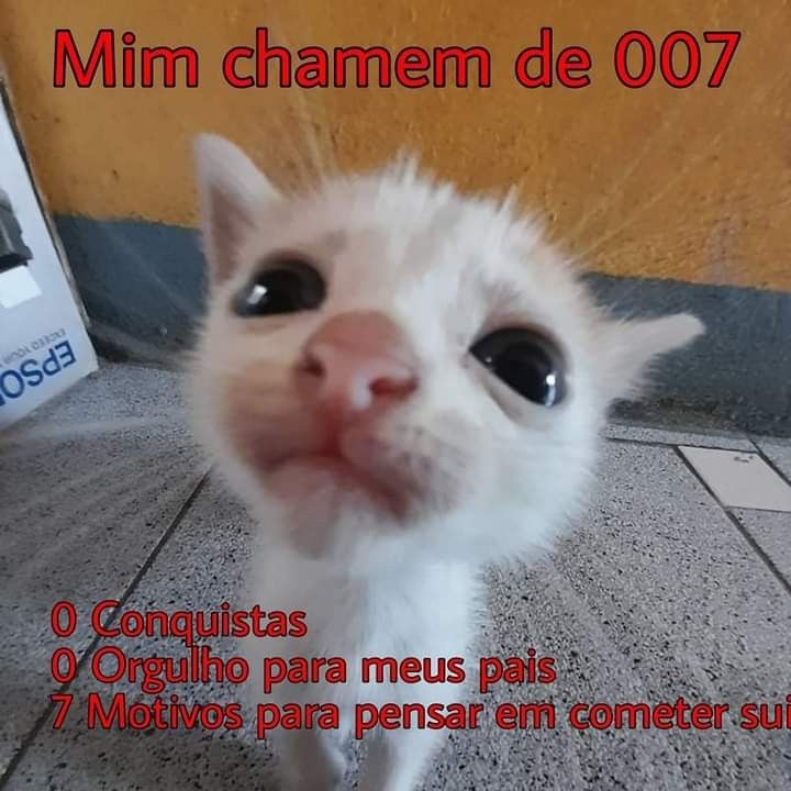 perfil dedicado a gatinhos e peitos (@odeiootaco) on Twitter photo 