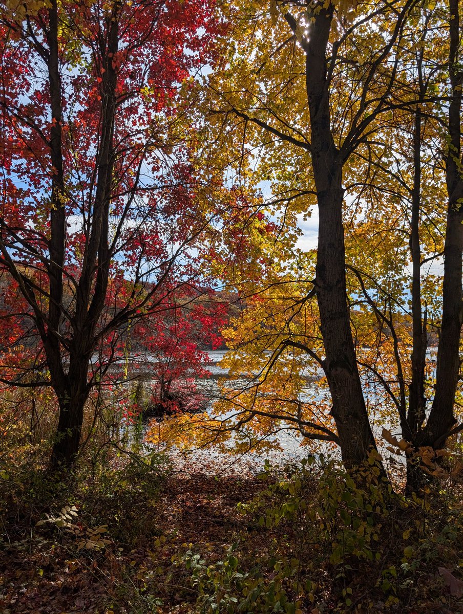 opdroid1234's tweet image. New England has its charms, even if you have to wait 6-7 months at a time for them to appear #SpringAndFall