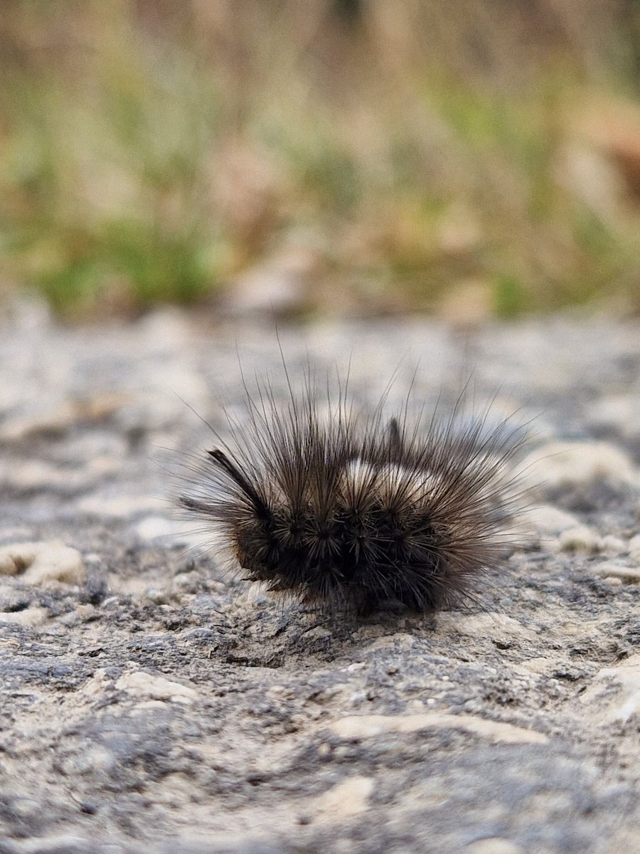 Caterpillar