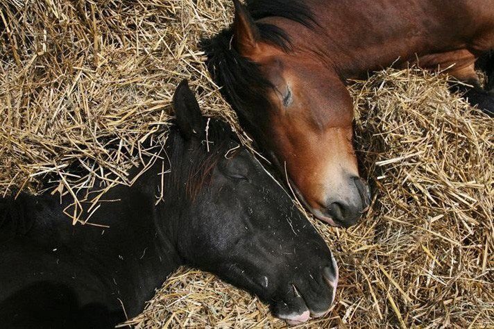 horses sleeping together peacefully close to each other nap time in the stable with loved one