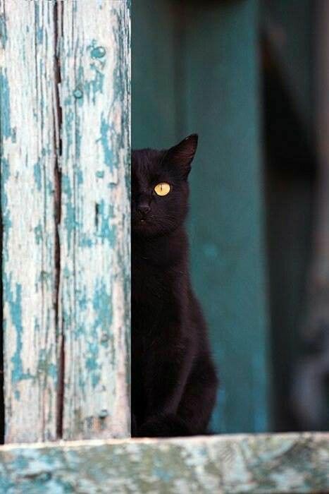 BardCumberland's tweet photo. It's #NationalBlackCatDay and #FolkloreSunday 🐾

in English lore, a single woman living in a household with a black cat will never be short of suitors

in Scottish lore, if a strange black cat appears at your house, it's bringing you good fortune

in Welsh lore, black cats bring good luck to your home

in Irish lore, to have a black cat cross your path on New Year's Day was a sure sign the day would be good, but the rest of the year wasn't so promising!