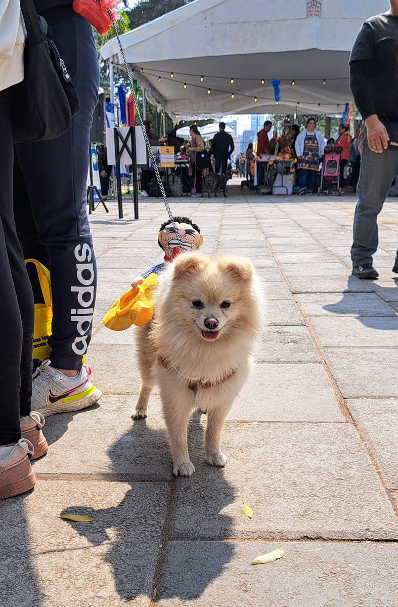 PAOTmx's tweet photo. Esta tarde participamos en el #CanFest en Parque Arboledas, alcaldía Benito Juárez, orientando a los asistentes sobre sus derechos y obligaciones urbano ambientales 🌳🐕🔊 https://t.co/xLhdiVz9mT