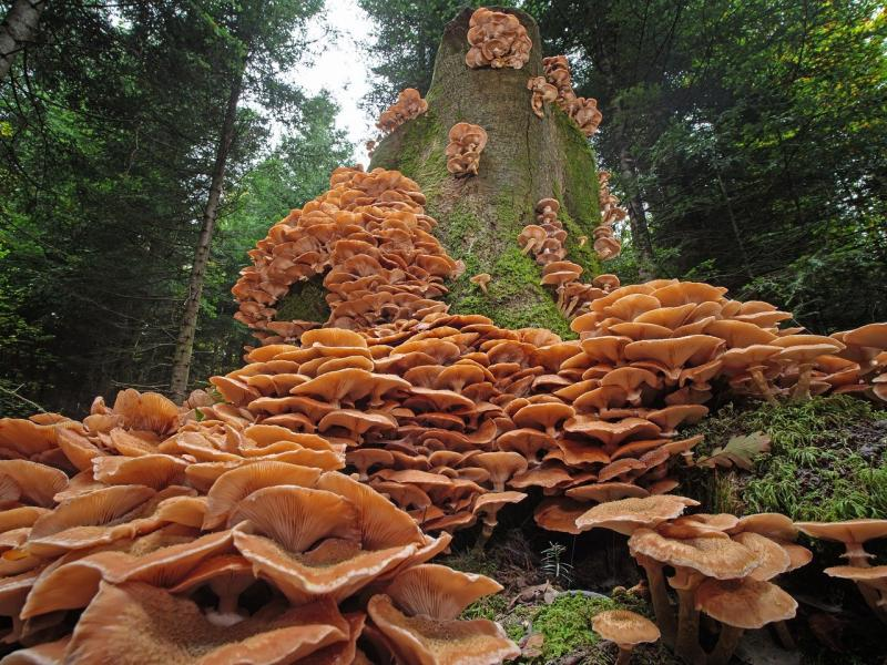 Wonder__Facts's tweet photo. There’s a fungus called "honey fungus" that is the largest living organism on Earth! Found in Oregon, it spans over 2.4 miles (3.8 km) across and is estimated to be thousands of years old. https://t.co/U5SDBeciAE