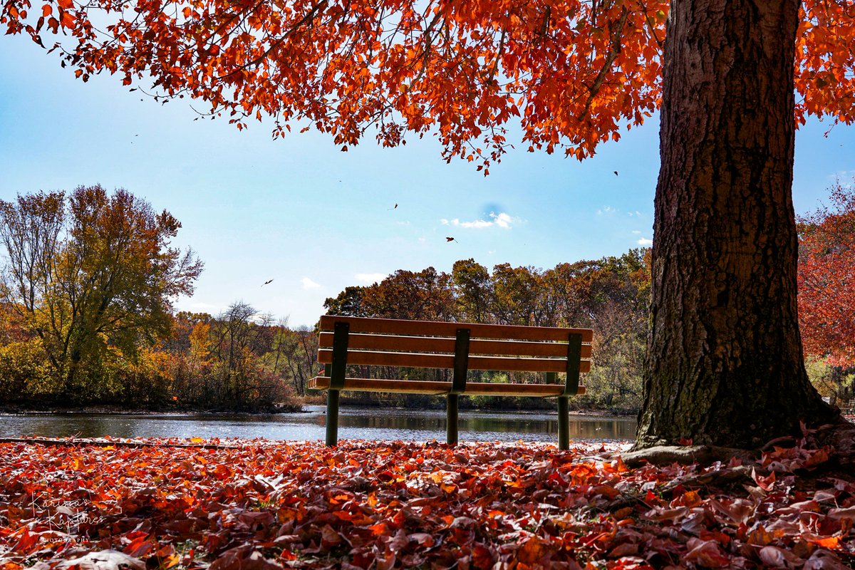 KarissasKapture's tweet photo. 🎵Saturday in the park... 🎵 It's so sad that fall leaves are coming to an end, but I was able to find this vibrant red tree today! And it was windy, so it was like a snow globe of leaves, perfect fall day!
#KarissasKaptures #FallFolliage #FallIsMyFavoriteSeason #NewJersey https://t.co/ESAAtl8IdX