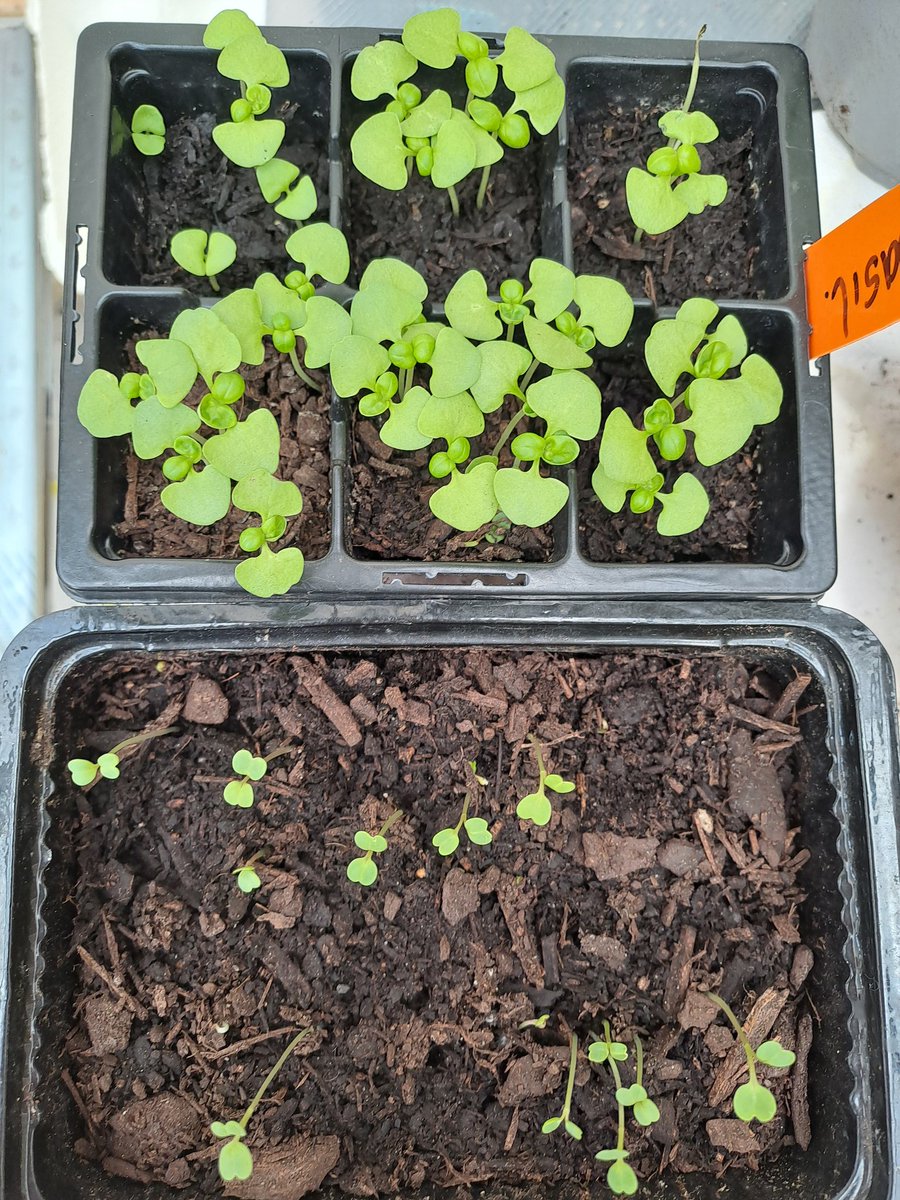 tutugd's tweet photo. Remember the fun days when we had Secret Santa? I think it was the last winter one that a very generous Santa sent me seeds and other gardening things. So here are the last of the basil and rocket seeds. They will be planted outside in a week or two. #NZSecretSanta https://t.co/khaJRo4F3Y
