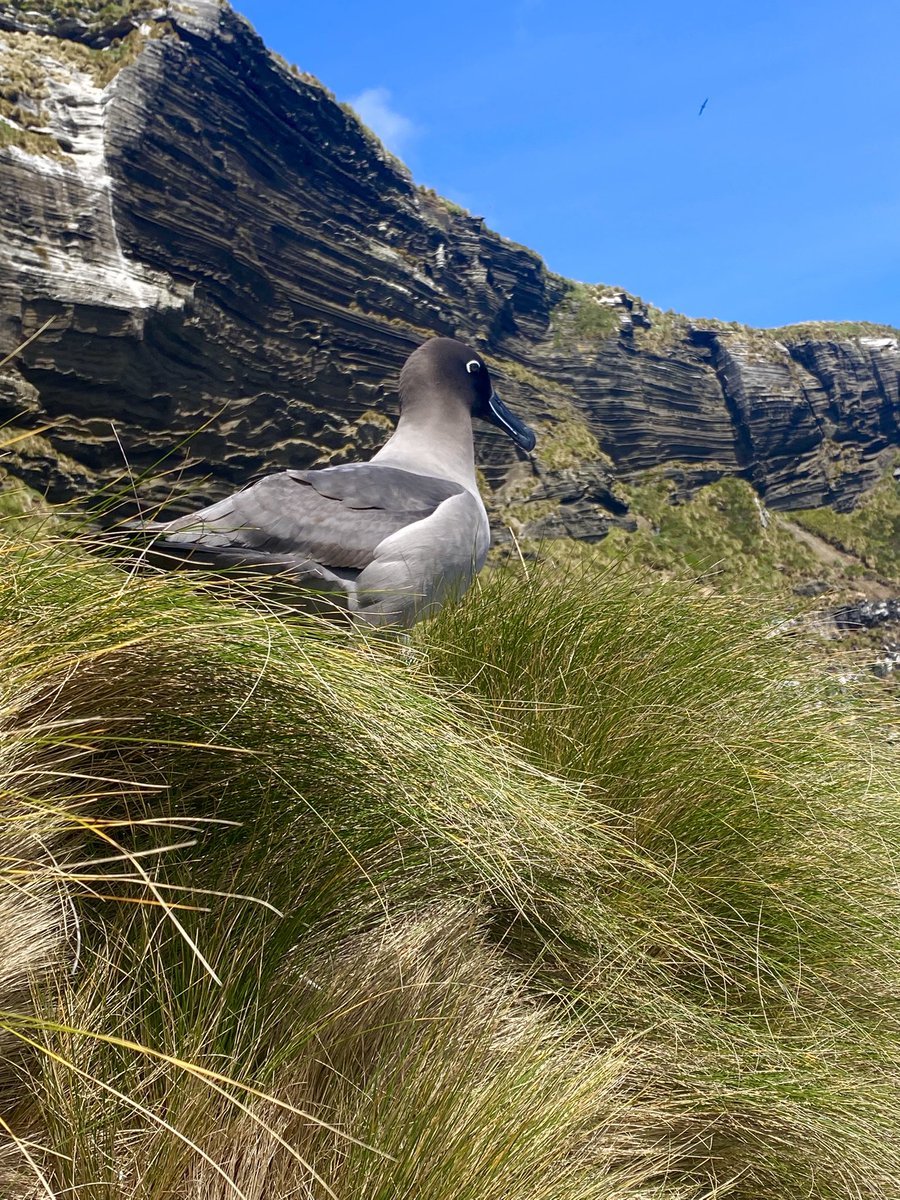 After the penguins, I’m pretty sure Light-mantled Sooty Albatross are my favorite seabirds on Antipodes. I was lucky enough to observe this pair on the ground in between bouts of synchronized flights around the cliffs.