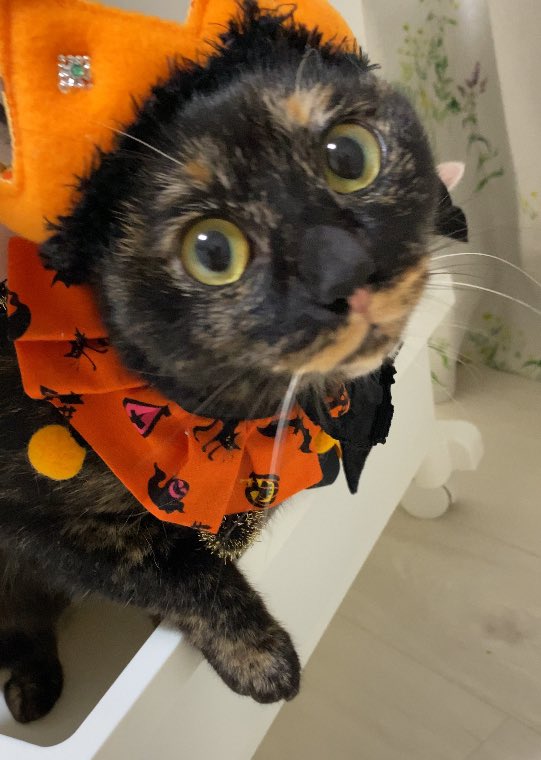 YAMAMOMOMOMOM's tweet photo. 保護猫姉妹
昔の映画風動画
#catcostumes
#Halloweencat
#Halloween2024 https://t.co/tuTIpu4FDH