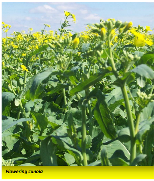Jess_Hammer16's tweet photo. I just saw an ad that read in part "what the F*&amp;% is a canola?" and I think I might be ill b/c I thought everyone knew that canola is a plant. Farmers harvest the seeds, which are crushed and used to make canola oil. 

Are we fearmongering to sell stuff or do some legit not know? https://t.co/2xGWCqprJC