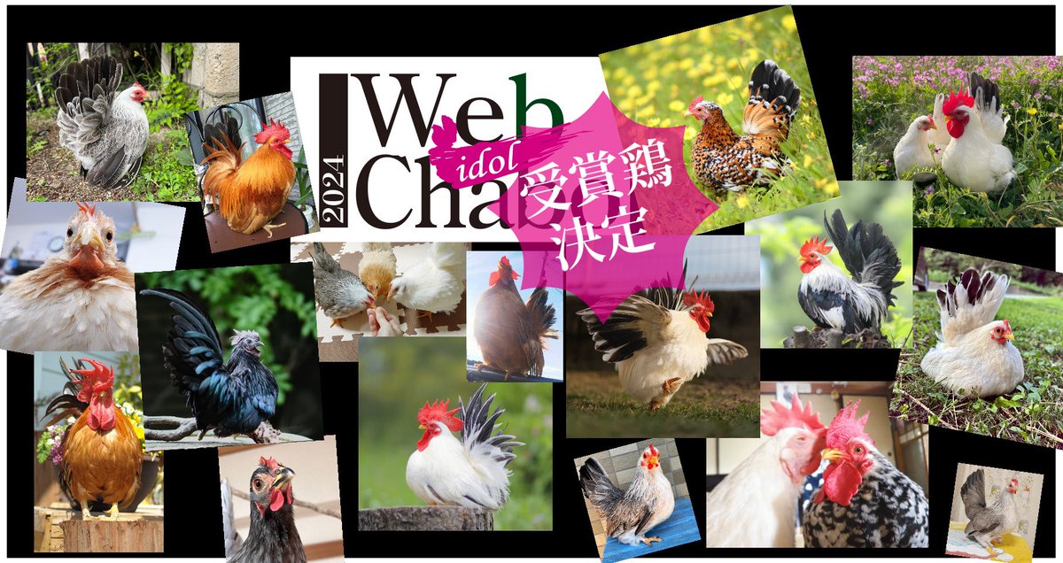 japan_chabo's tweet photo. とうとうこの日を迎えました。Webチャボ品評会アイドル部！
受賞鶏発表です。

エントリーくださったすべてのチャボ、鶏達が優勝である事は間違いないですが投票結果もお楽しみください。https://t.co/7P3JDRXQOM https://t.co/Ogm9Y4eC1x