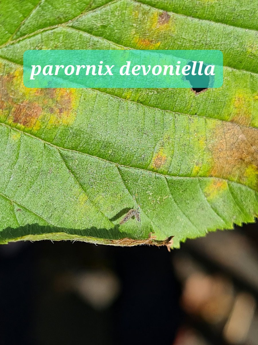 Austins.moths tweet media