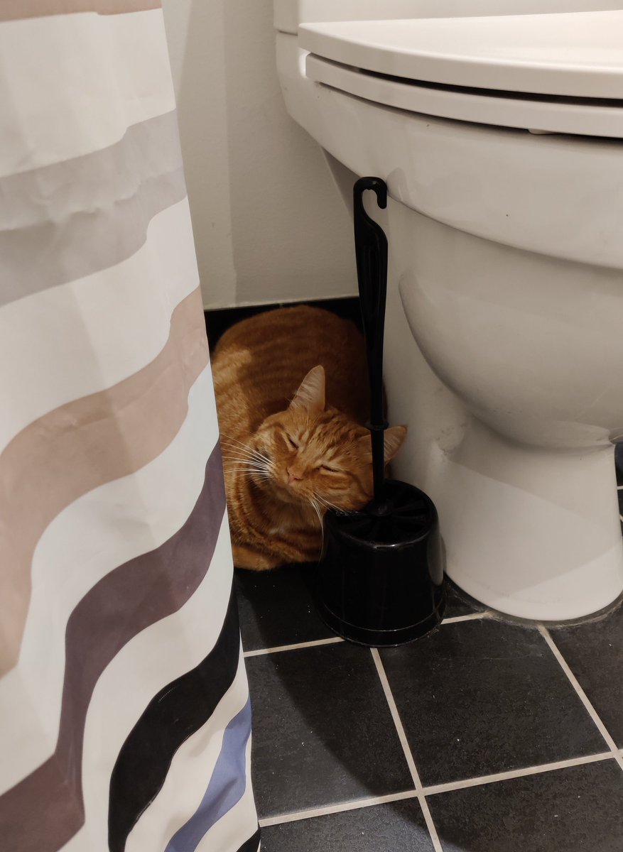 Mikkelline 🦔 tweet media