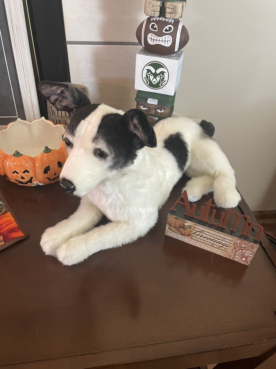 michele217's tweet photo. This not only met, but exceeded all of my expectations. My beautiful little Callie Mae 2008-2022 - made eternal by @CuddleClones ❤️ https://t.co/6P9nxKb1ul