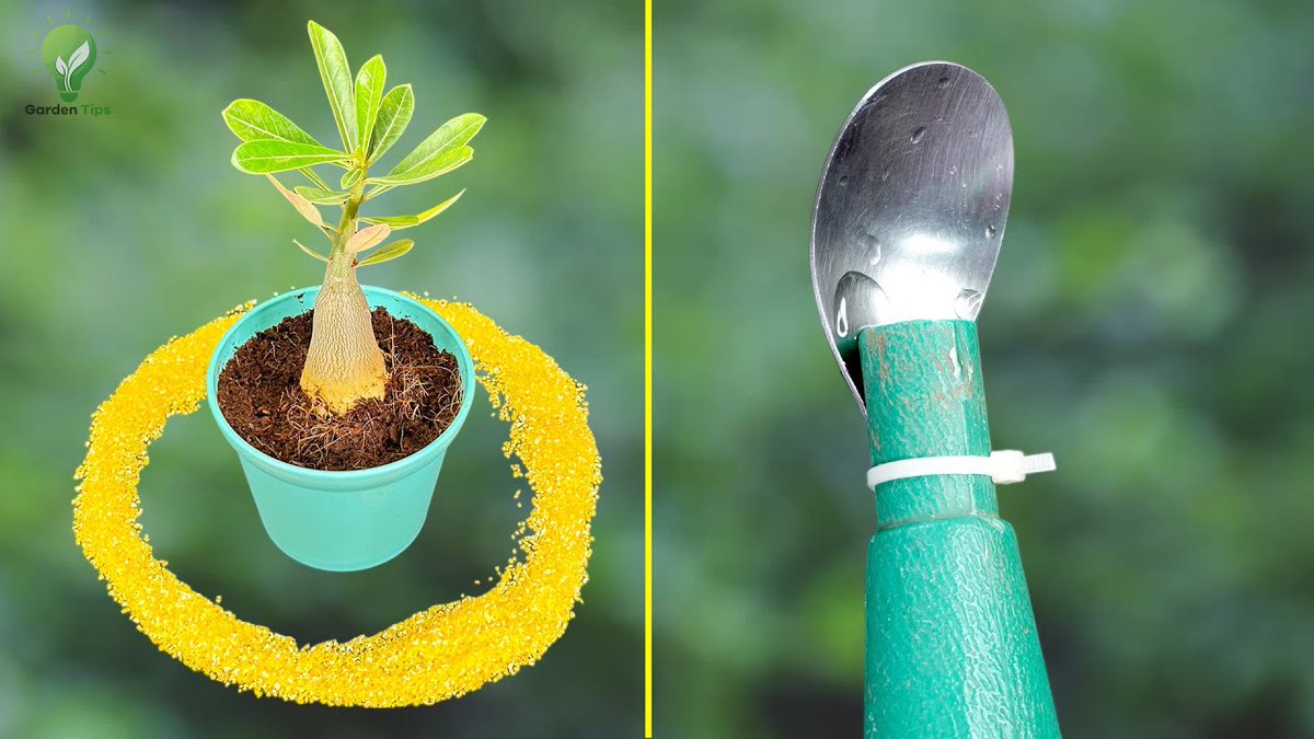 AllForGardening's tweet image. 🌱 5 NEW Genius Garden Hacks That ...
allforgardening.com/1083008/%f0%9f…
#AntControl #BackyardGardening #BeginnerGardeningTips #BudgetGardening