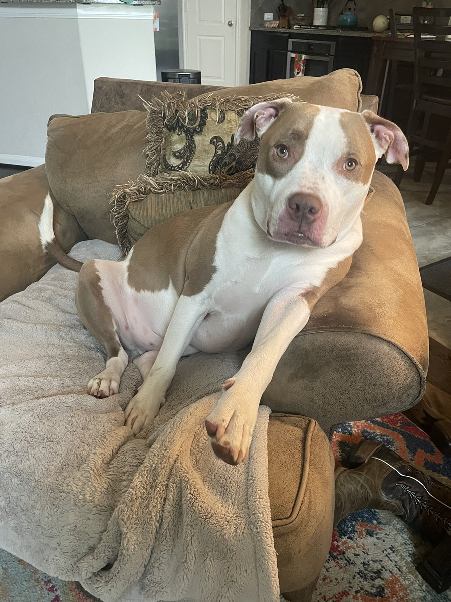 AnkneyOTHS's tweet photo. Happy National Pitbull Awareness Day!! Love our Tun!!! #beefcake #PitbullAwarenessMonth https://t.co/WbS8YkacNJ