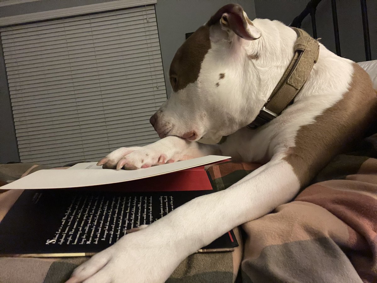 AnkneyOTHS's tweet photo. Happy National Pitbull Awareness Day!! Love our Tun!!! #beefcake #PitbullAwarenessMonth https://t.co/WbS8YkacNJ