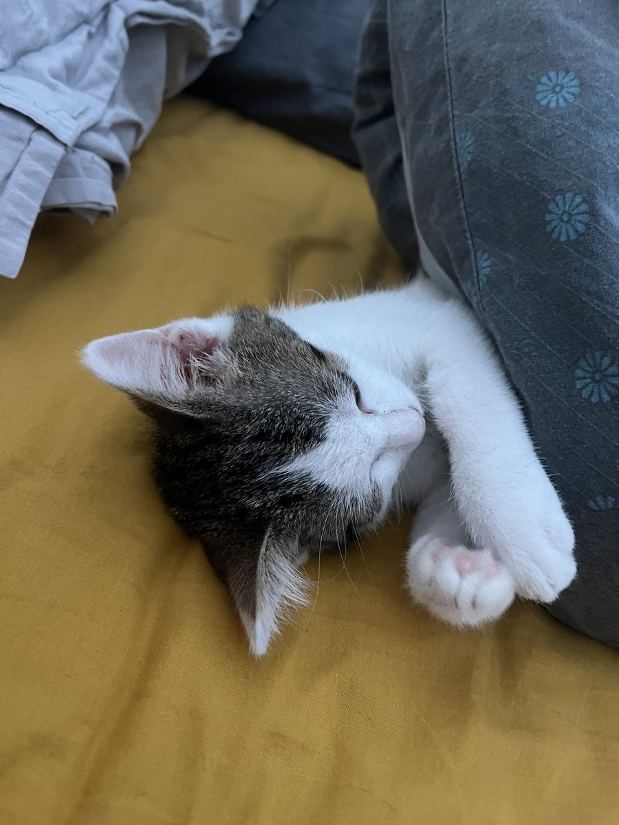 スネークアイ tweet media