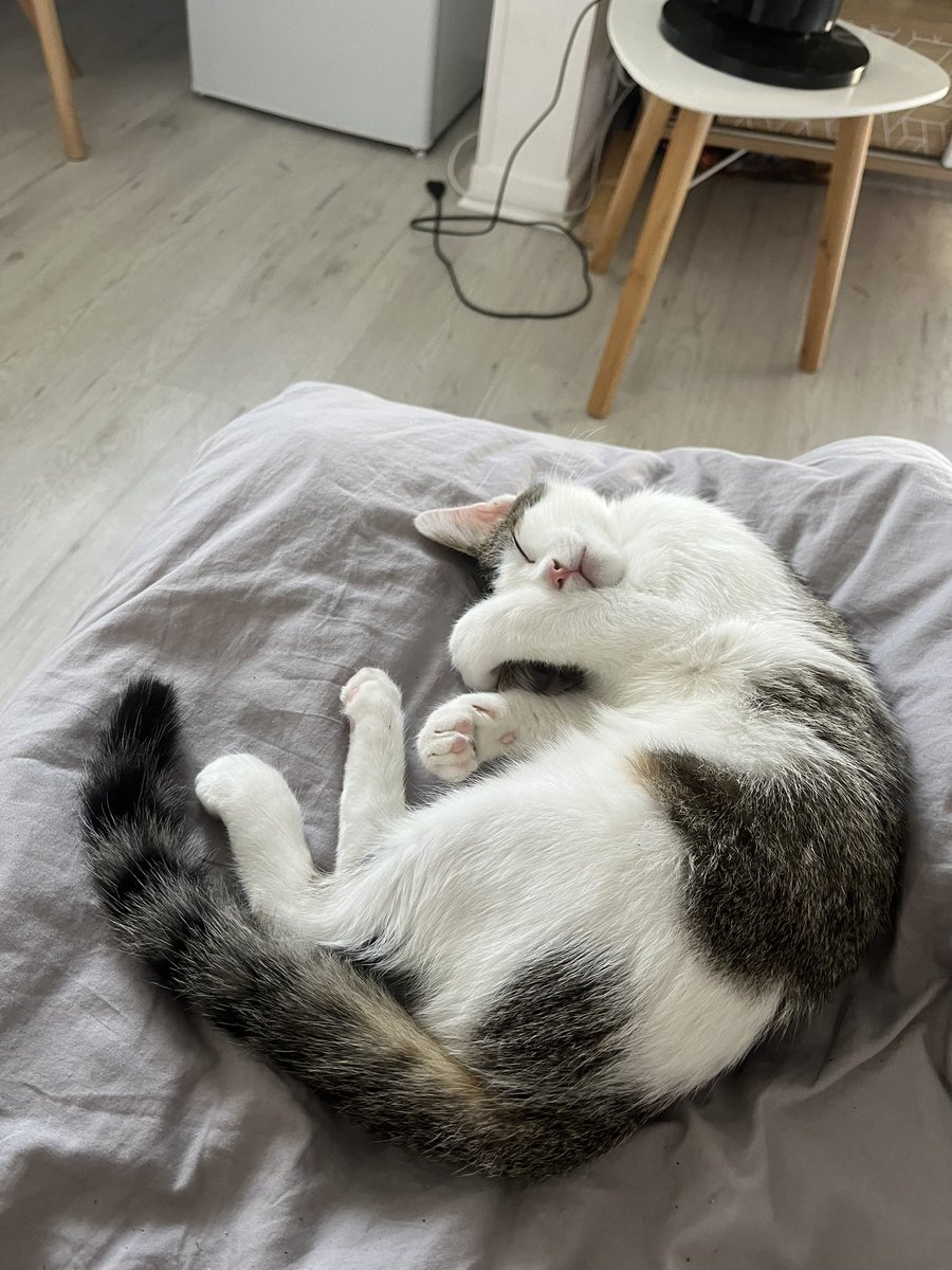 スネークアイ tweet media