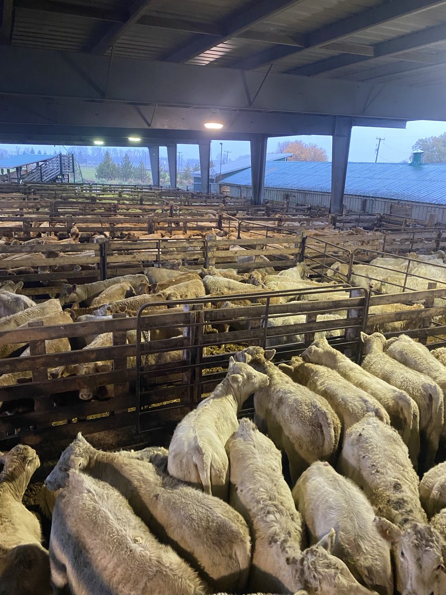 1700 of Ontario’s best calves today at keady