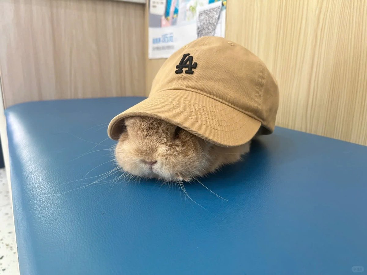 ShouldHaveRabit's tweet image. 