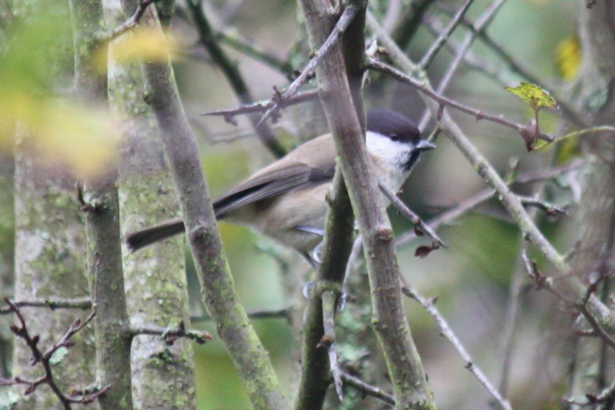 David76628867's tweet photo. Song Thrush and Marsh tit at Colley Hill, Reigate today. Also small flocks of Hawfinch, raining Redwings and a single Brambling #surreybirds #vizmig https://t.co/HEgsf281T5