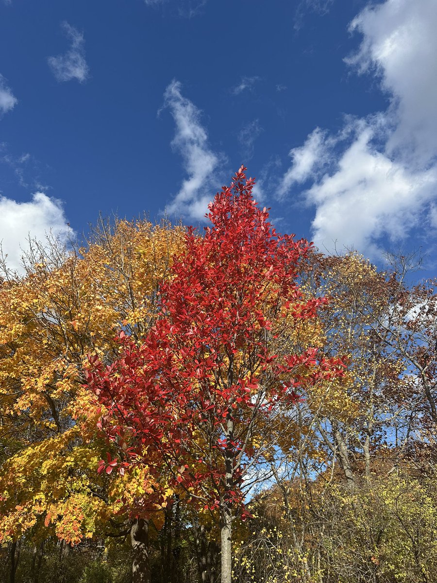 EmilyLouisePike's tweet image. Loving what’s left of the foliage in Yarmouth, ME!