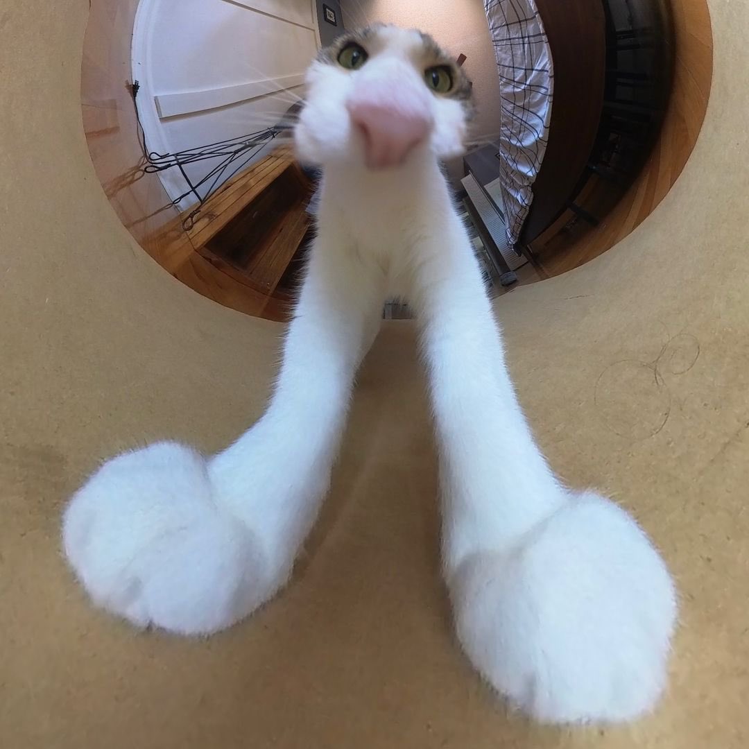 Punch Cat tweet media