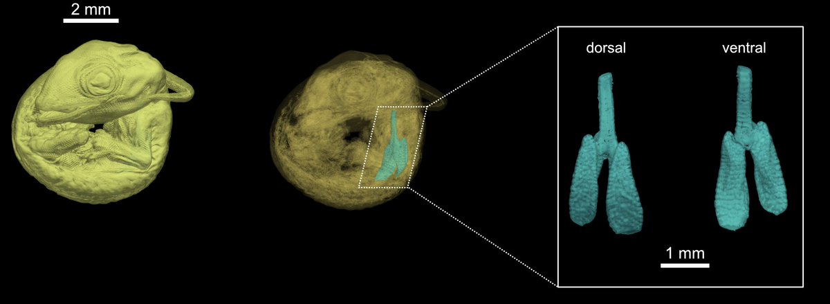 AaronHGriffing's tweet image. First time using @3DSlicerApp! Here are µCT data of a Lepidodactylus embryo showcasing its developing lungs. Huge thanks to @jaimiAgray for being a great teacher and thanks to @paleoTsimoes for organizing the Slicer workshop!