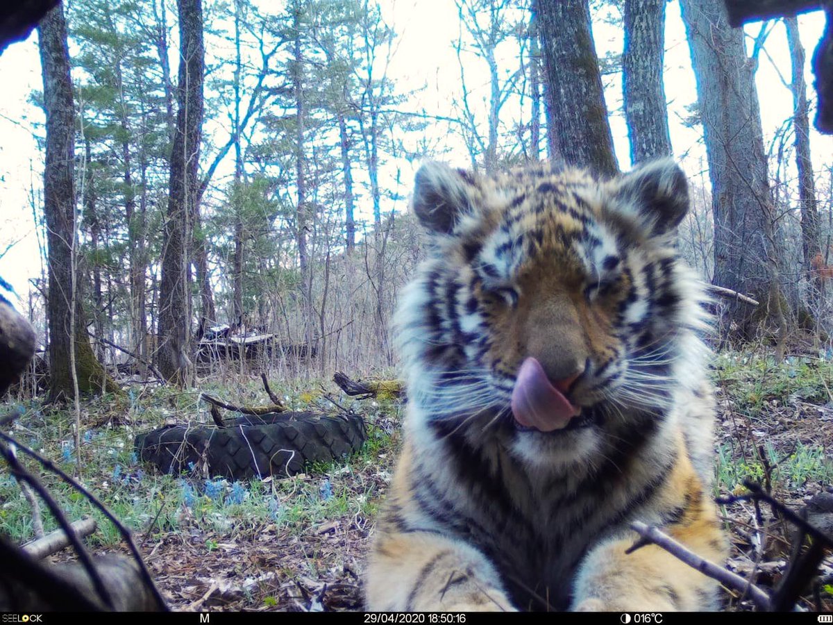 trailcam (@trail_cams) on Twitter photo 