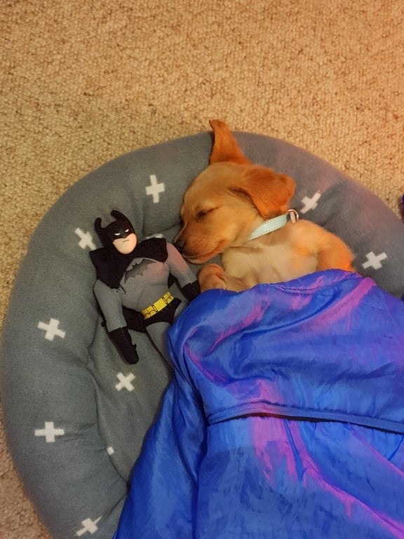 Dalbodog's tweet photo. "We got a new puppy yesterday. I asked my 4 year old to put him to bed. This is what I came back to" https://t.co/yAaRF7eRHf