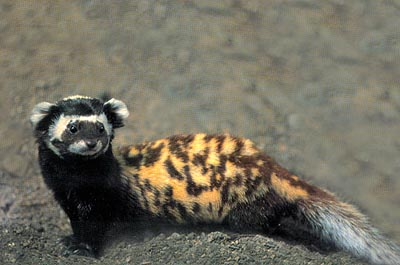 CampbellxEmma's tweet photo. Just found out about marbled polecats and I'm in love https://t.co/j8gQYvNEuW