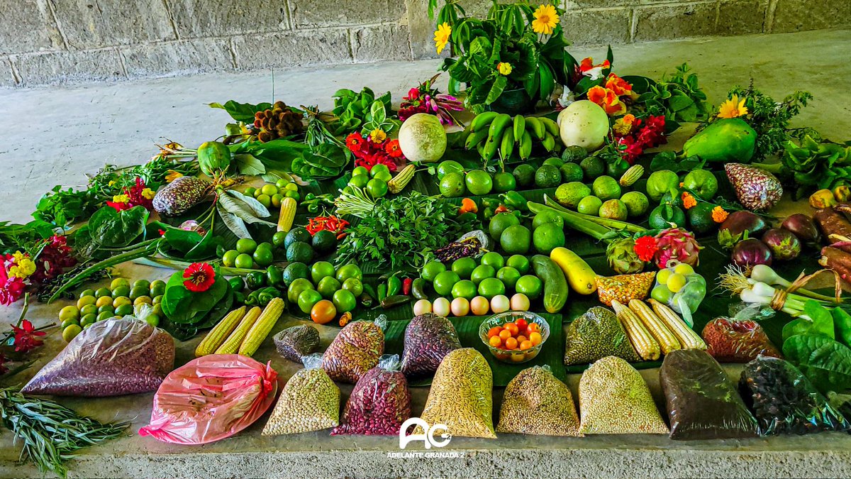 MERR02's tweet photo. ♥️ En la comunidad de Ojo de Agua, a 14 kilómetros de la zona urbana de Nandaime, un grupo de mujeres trabajadoras ha hecho de la tierra su aliada. Estas agricultoras cultivan y construyen un porvenir sostenible para su comunidad. #PLOMO19 #4519LaPatriaLaRevolución https://t.co/7NO4L33AiG