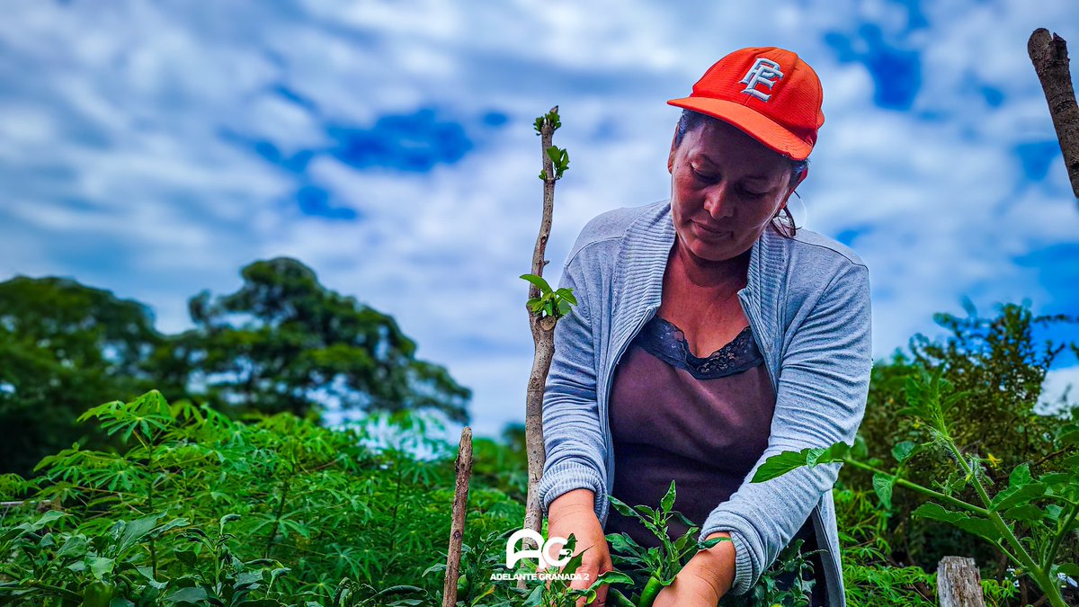 MERR02's tweet photo. ♥️ En la comunidad de Ojo de Agua, a 14 kilómetros de la zona urbana de Nandaime, un grupo de mujeres trabajadoras ha hecho de la tierra su aliada. Estas agricultoras cultivan y construyen un porvenir sostenible para su comunidad. #PLOMO19 #4519LaPatriaLaRevolución https://t.co/7NO4L33AiG