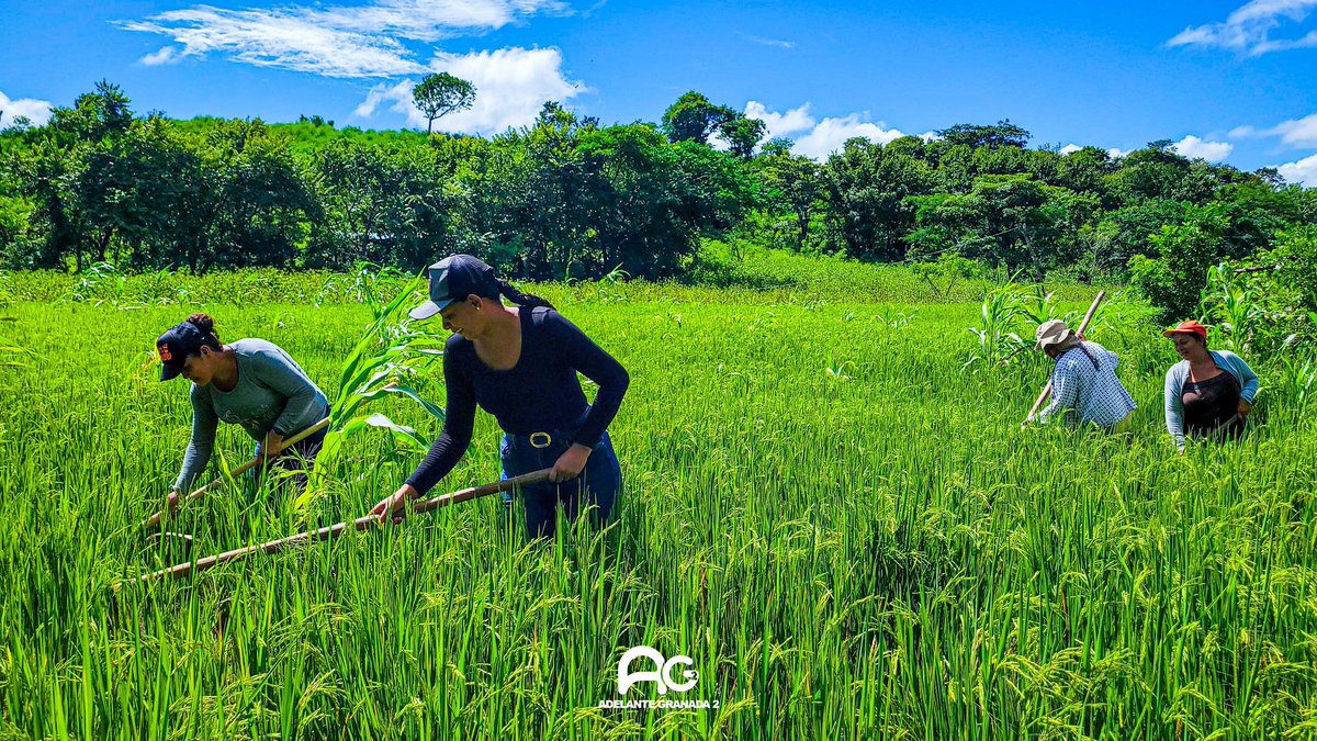 MERR02's tweet photo. ♥️ En la comunidad de Ojo de Agua, a 14 kilómetros de la zona urbana de Nandaime, un grupo de mujeres trabajadoras ha hecho de la tierra su aliada. Estas agricultoras cultivan y construyen un porvenir sostenible para su comunidad. #PLOMO19 #4519LaPatriaLaRevolución https://t.co/7NO4L33AiG