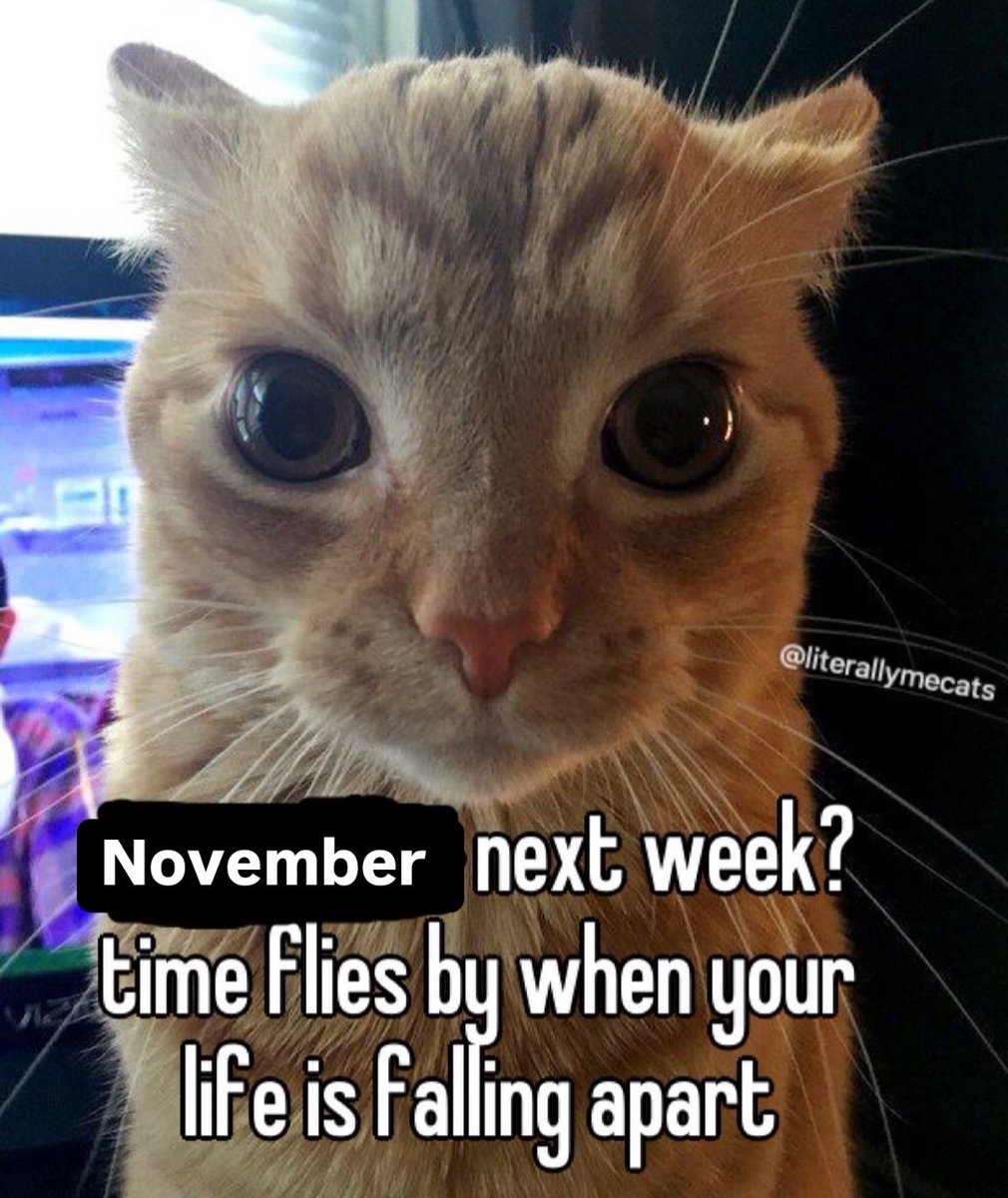 LiterallyMeCats (@literallymecats) on Twitter photo 