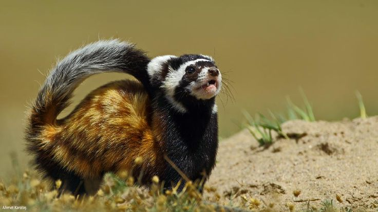 CampbellxEmma's tweet photo. Just found out about marbled polecats and I'm in love https://t.co/j8gQYvNEuW